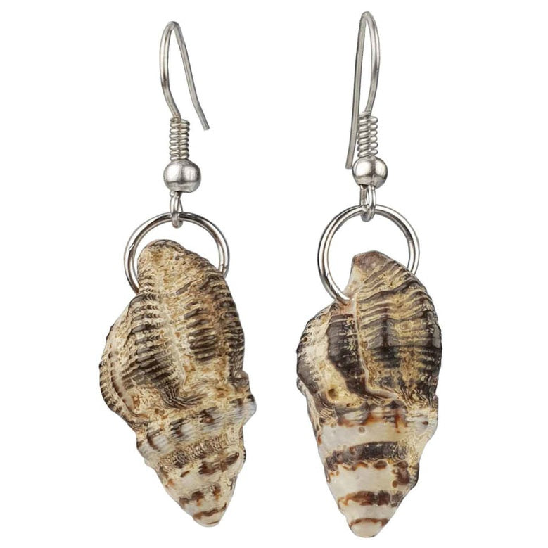 Kleine schelpen oorbellen met bruine schelp en sterling zilver (925) | Small Trumpet Shell Dark