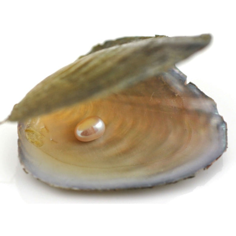 Parel in oester uit wens parel pakket | Walvis