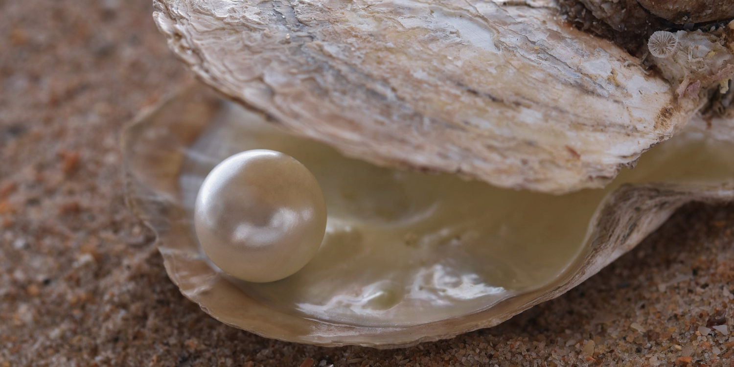Een witte parel in een schelp